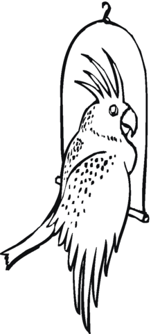 Cockatoo Bird Coloring Page